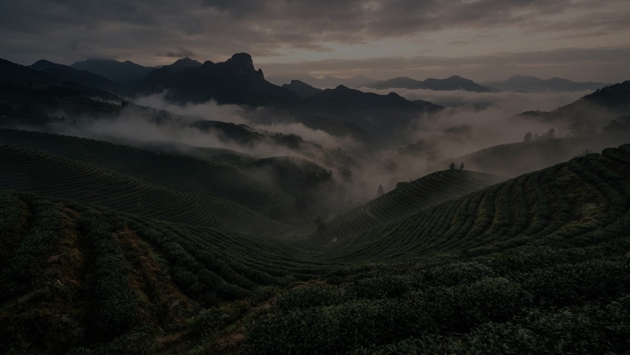 云雾中的贵州山野与茶园