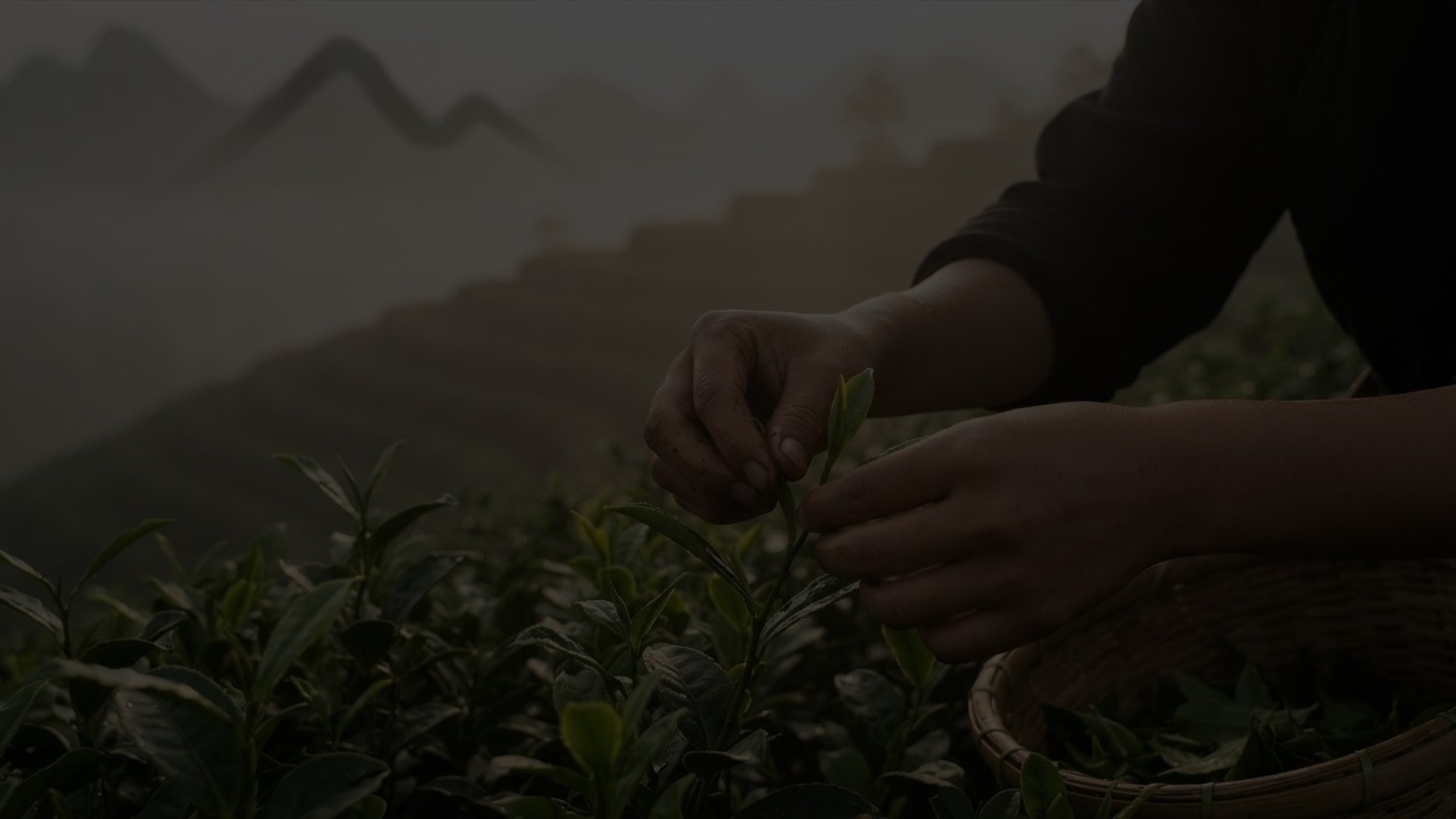 茶园里正在采摘茶叶的双手
